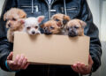 New Beginnings: The Essential Adoption Guide