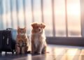 Travel Safely: Adventures with Your Best Friend