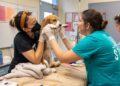 Lifesaving Minutes: Pet First Aid Fundamentals