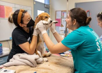 Lifesaving Minutes: Pet First Aid Fundamentals
