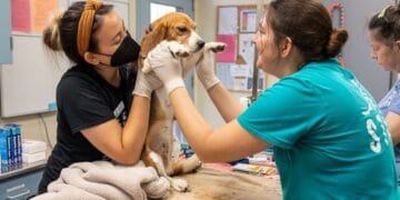 Lifesaving Minutes: Pet First Aid Fundamentals