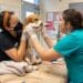 Lifesaving Minutes: Pet First Aid Fundamentals
