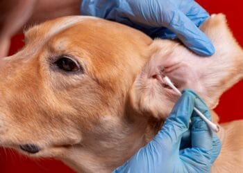 Ear And Eye Care: Essential Sensory Protection