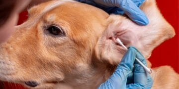 Ear And Eye Care: Essential Sensory Protection