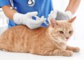 Guarding Your Best Friend: The Ultimate Health Shield
