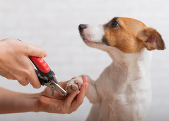Happy Paws: The Essential Guide to Nail Care