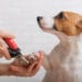 Happy Paws: The Essential Guide to Nail Care