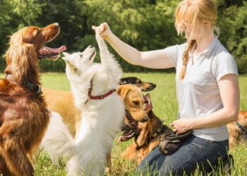 Training the Basics: Happy Pets, Happy Life