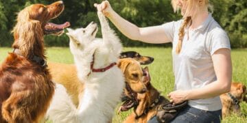 Training the Basics: Happy Pets, Happy Life