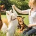 Training the Basics: Happy Pets, Happy Life