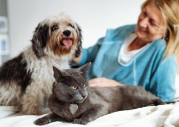 Keep the Kisses Coming: Pet Dental Health Guide