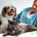Keep the Kisses Coming: Pet Dental Health Guide