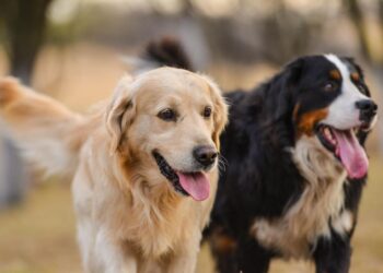 A Happy Mind: Nurturing Your Pet’s Mental Health
