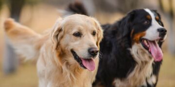A Happy Mind: Nurturing Your Pet’s Mental Health