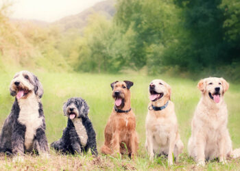A Harmonious Home Pets