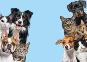 A Gentle Start: Welcoming Your Adopted Friend Home