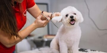 Essential Pet Grooming Tools for Every Owner’s Kit