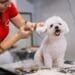 Essential Pet Grooming Tools for Every Owner’s Kit