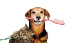 The Importance of Dental Health | Blog | Animal League