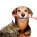 The Importance of Dental Health | Blog | Animal League