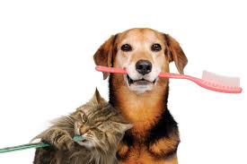 The Importance of Dental Health | Blog | Animal League