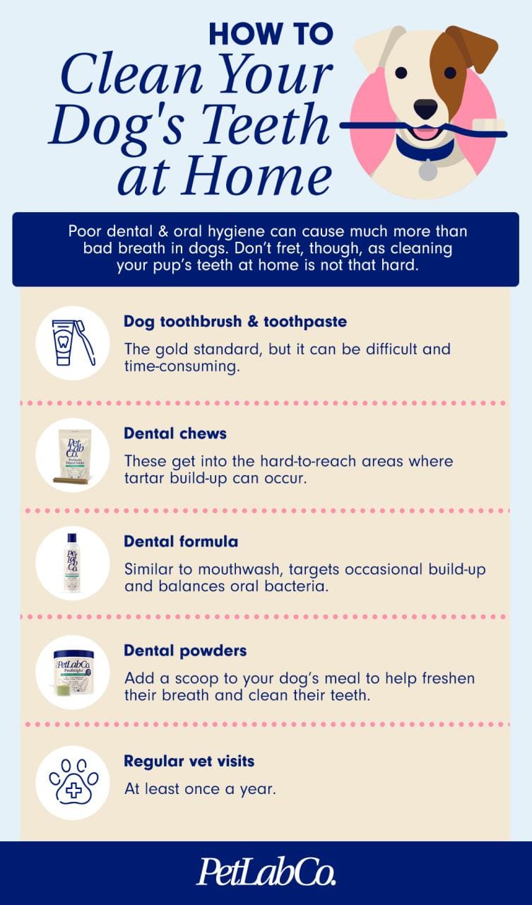 How To Clean Your Dog's Teeth - PetLab Co