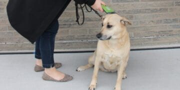 New microchip scanner will help reunite Kent County pets and owners | WGVU  NEWS