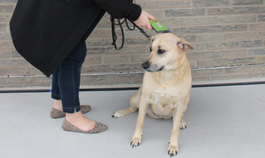 New microchip scanner will help reunite Kent County pets and owners | WGVU  NEWS