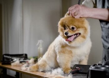 Grooming Basics: Essential Pet Care