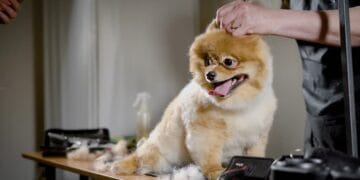 Grooming Basics: Essential Pet Care