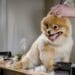 Grooming Basics: Essential Pet Care