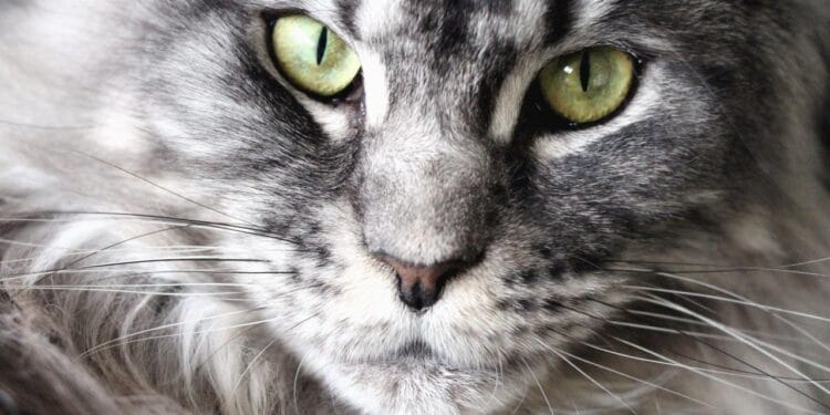 Coat Health: Secrets to Shiny Fur