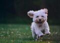 shallow focus photography of white shih tzu puppy running on the grass