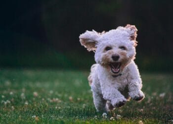 shallow focus photography of white shih tzu puppy running on the grass