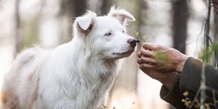 Understanding and Managing Pet Anxiety: A Guide for Pet Owners - Swedencare  USA