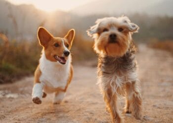 two brown and white dogs running dirt road during daytime
