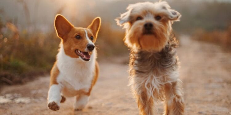two brown and white dogs running dirt road during daytime