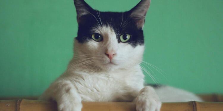 black and white cat lying on brown bamboo chair inside room